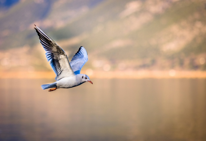 A seagull flies over the water at sunset