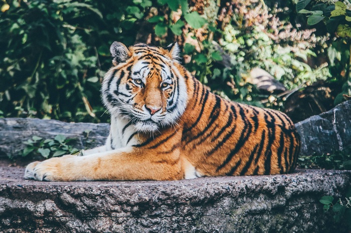 Tiger resting on a rock in a forest