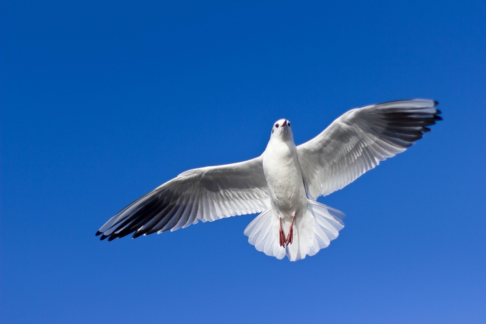 A seagull in flight against a clear blue sky