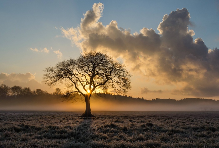 Lone oak tree in misty field at sunrise