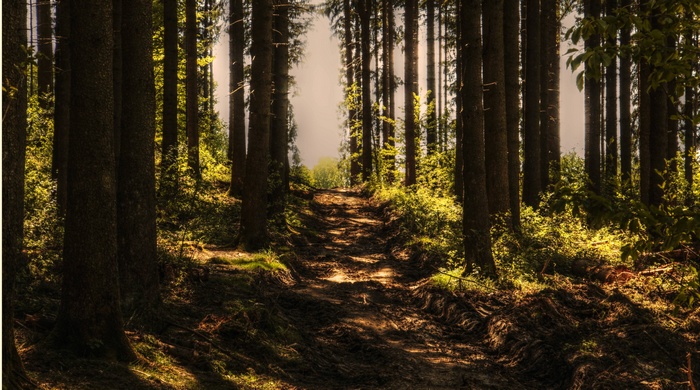 Sunlit path through a dense forest of conifers
