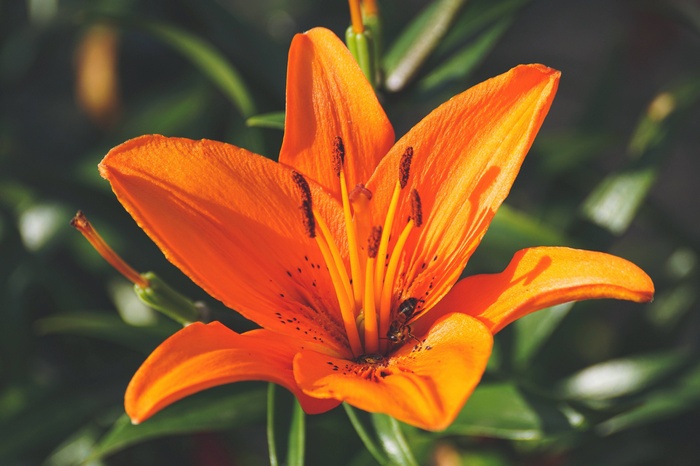 Close-up of an orange lily with a bee