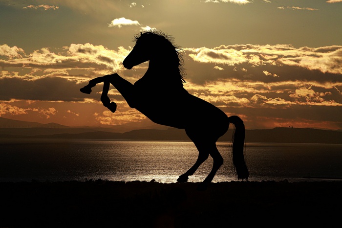 Silhouette of a horse rearing at sunset over the sea