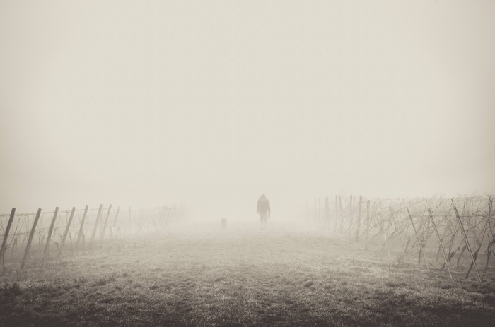 Person and dog walking on a foggy path