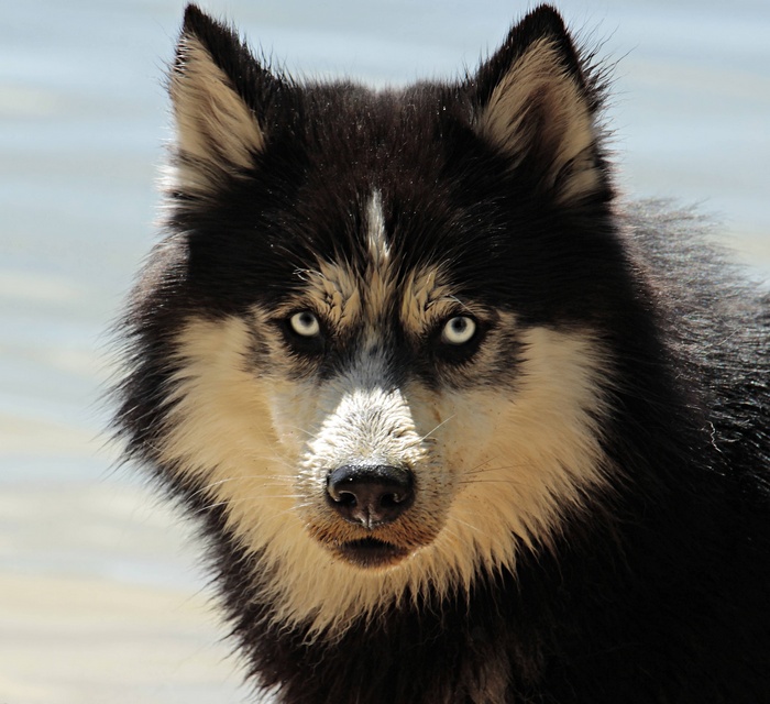 Husky dog with blue eyes