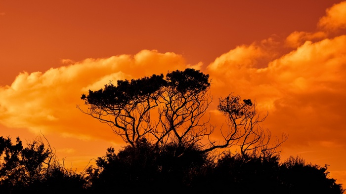 Silhouette of trees against an orange sunset sky with clouds
