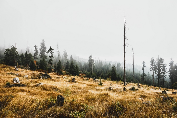 Misty hillside with dead trees and autumn grass
