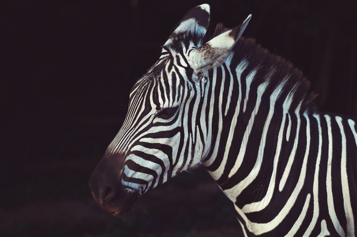 Close-up profile of a zebra with black and white stripes