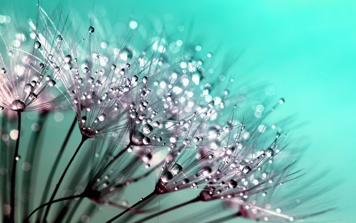 Dandelion seeds with water droplets