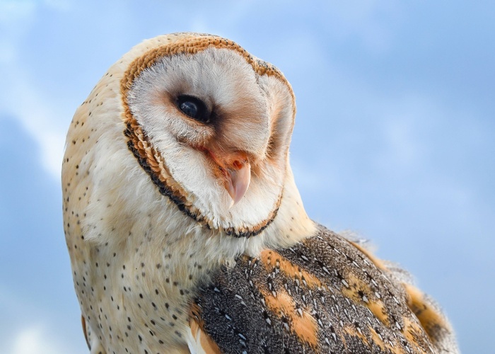 Barn owl with speckled feathers against blue sky