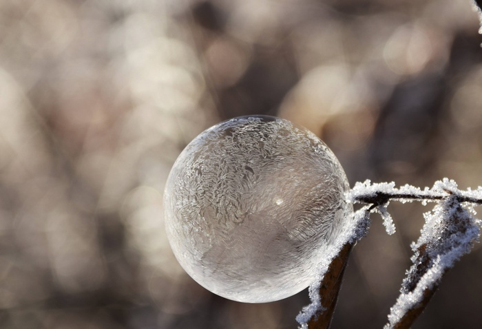 Frozen soap bubble on a frosty branch