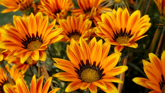 Close-up of orange and yellow gazania flowers