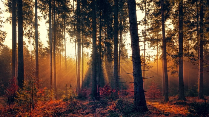 Golden Sunbeams Through Autumn Forest Trees