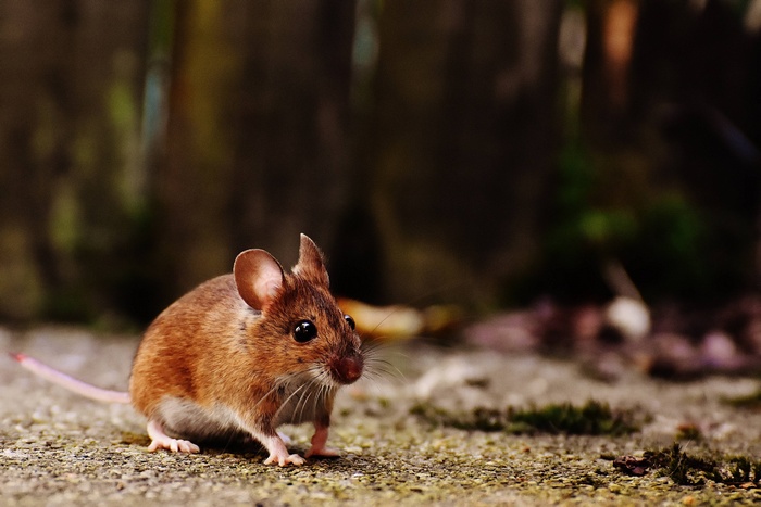 A small brown mouse on a textured surface