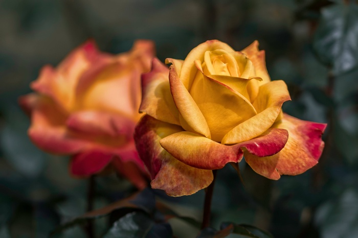 Yellow and red roses in a garden