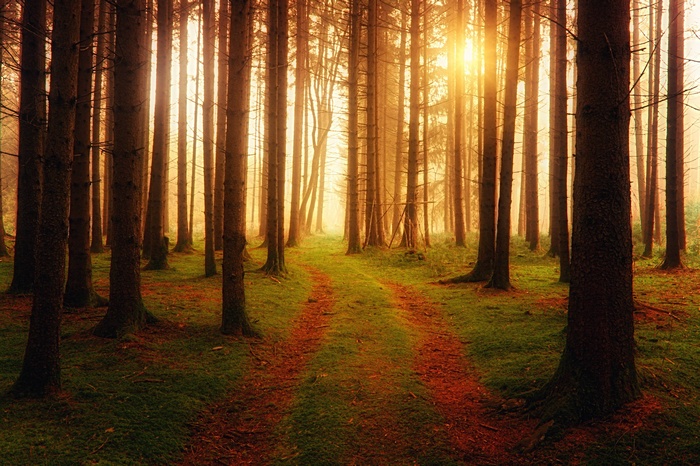 Sunlight filtering through a forest path