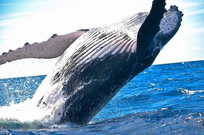 Humpback whale breaching in the ocean