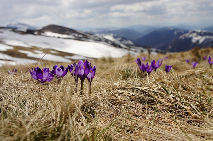 Purple crocuses blooming on a mountain slope with snow