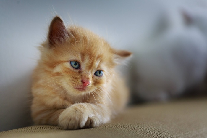 Cute orange kitten with blue eyes lying down