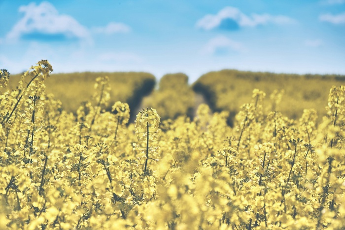 Field of yellow oilseed rape flowers under a blue sky