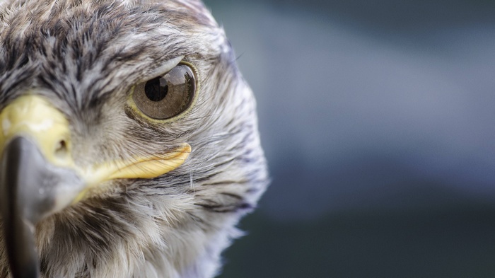 Close-up of a falcon's head and eye