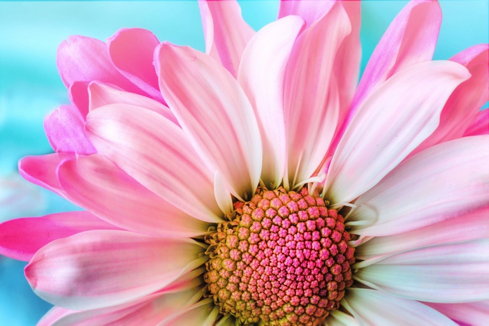 Close-up of a pink daisy flower with a blue background