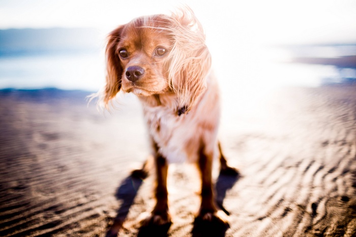 A cute dog on a sandy beach