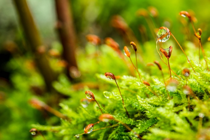 Moss with dew drops on the forest floor