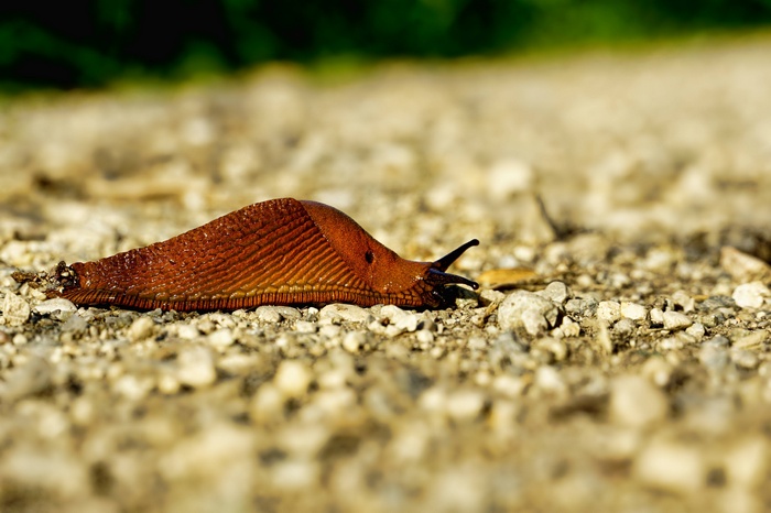 Insects Water Drops Green 4k Nature 5k Snail Close Hd Wallpaper Rare Gallery 3087