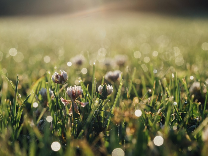 Close-up of clover flowers in dewy grass