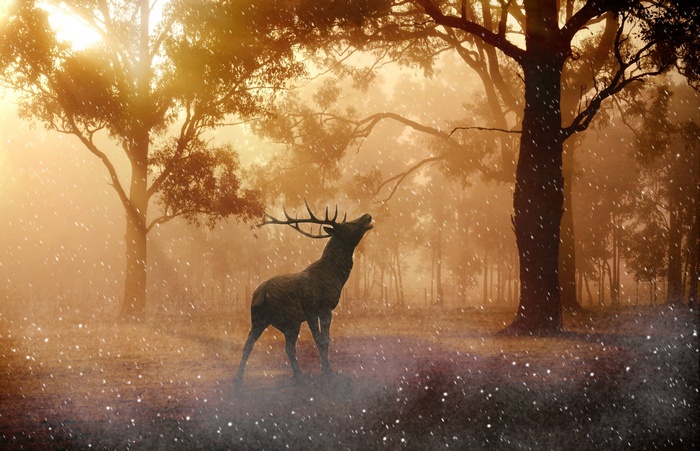 Majestic Deer Standing in Misty Forest at Sunrise