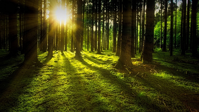 Sunbeams filtering through a green forest with mossy ground