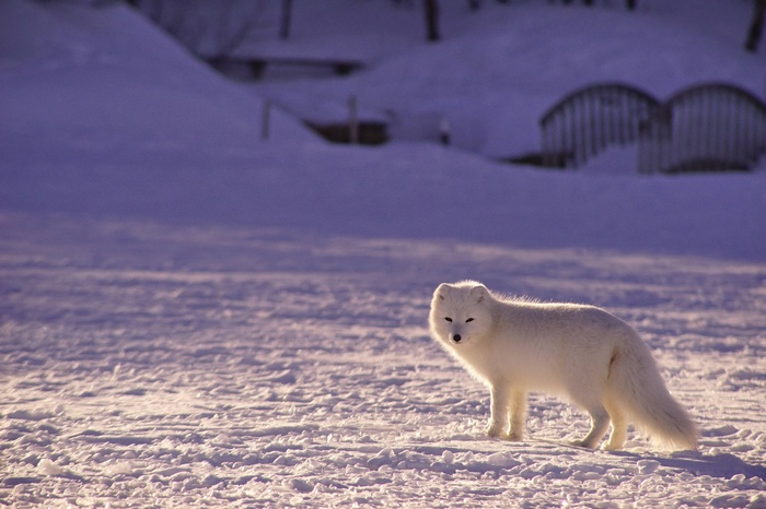 Arctic fox standing in the snow