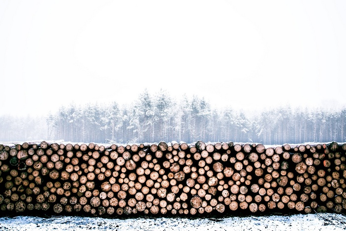 Pile of logs in a snowy forest