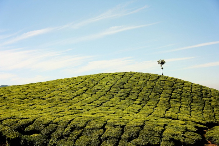 Tea plantation on a rolling hill under a blue sky