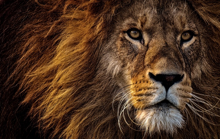 Close-up of a male lion's face with a mane