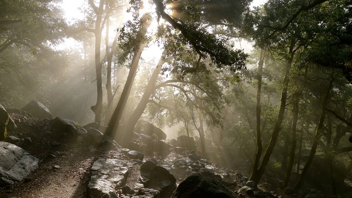 Sunlight streams through trees in a rocky forest