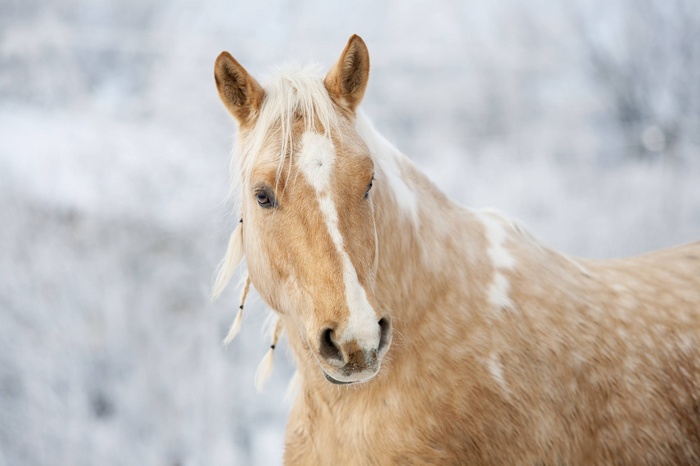 Palomino horse with braided mane in winter