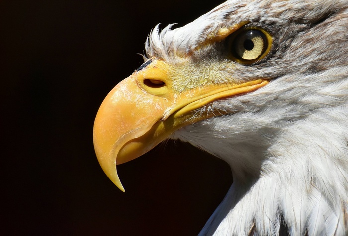 Close-up of a Bald Eagle's head