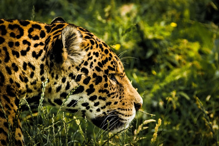 Jaguar in tall green grass