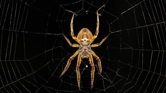 Spider on a spiderweb in Colombia