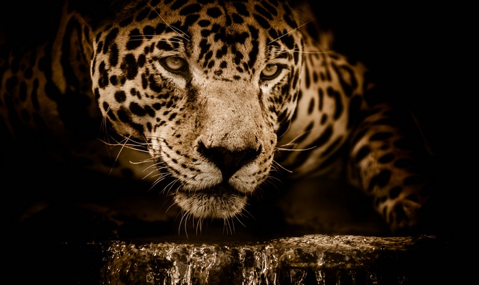 Jaguar stalking at the water's edge