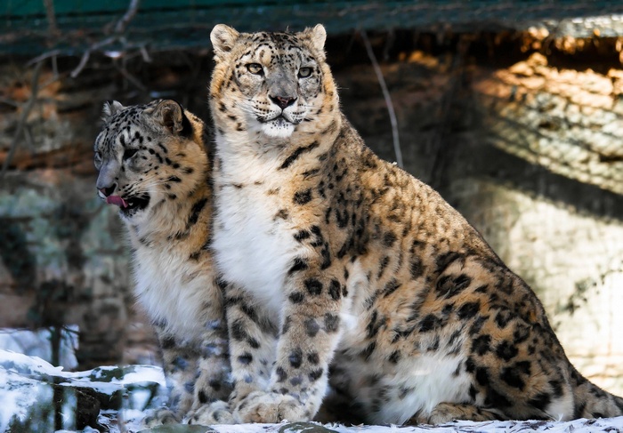 Two snow leopards sitting in the snow