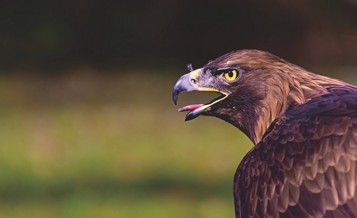 Golden eagle with open beak and yellow eyes