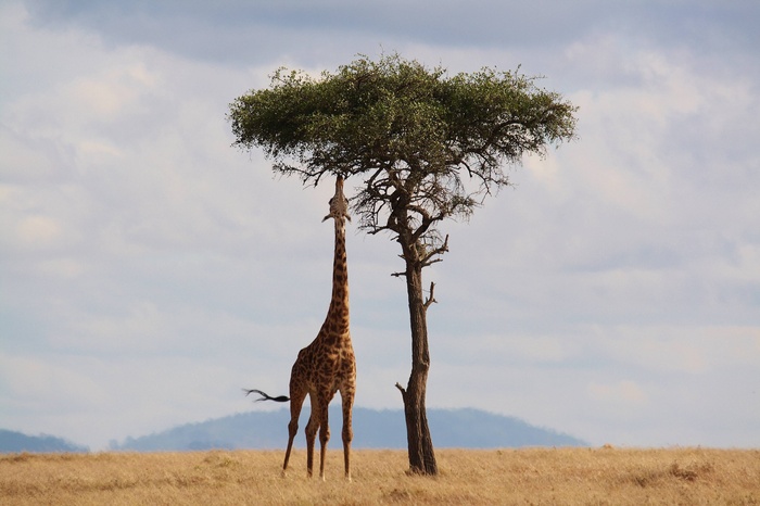 Giraffe Reaching Leaves on Acacia Tree in Kenya Safari