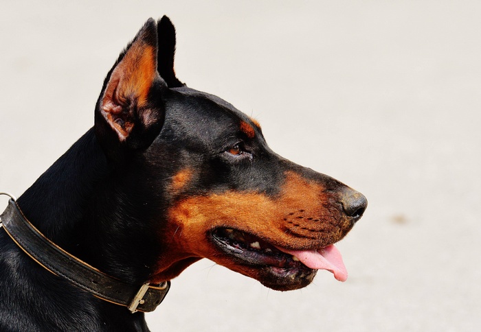 Doberman Pinscher dog with black and tan coat