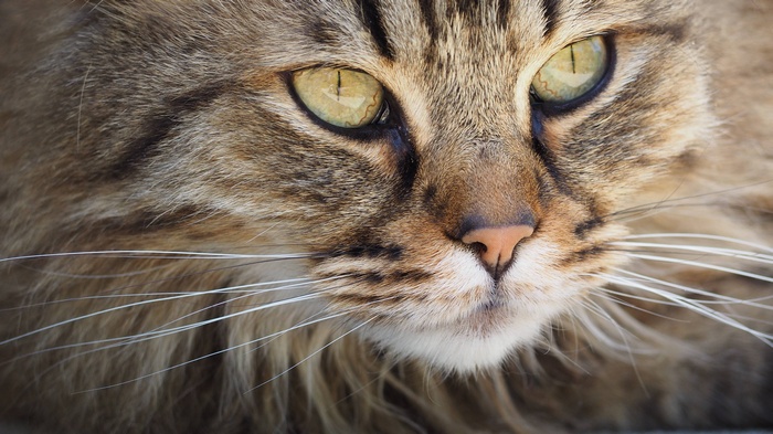 Close-up portrait of a fluffy tabby cat's face