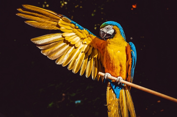 Blue and yellow macaw parrot on a perch