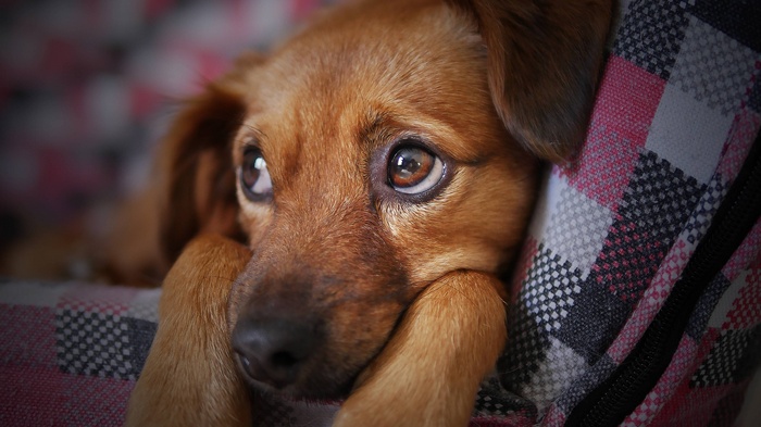 Sad brown dog resting its head on its paws