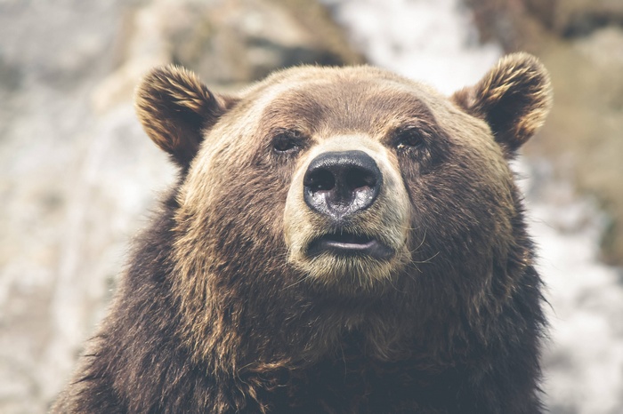 Close-up of a grizzly bear's face